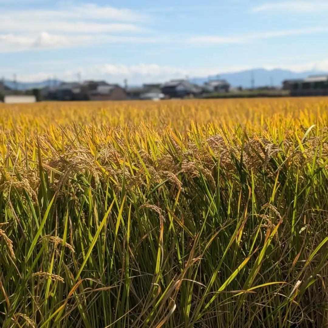 ひのひかり 玄米 5kg 奈良県 三宅町 ヒノヒカリ 堆肥 ミネラル栽培 志埜米穀店
