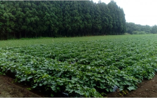 【先行予約・12月中旬以降出荷】神崎町産ベニアズマ「さつまいも」無選別 5kg[016-a001]【千葉県神崎町ふるさと納税】