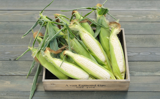 令和8年発送 北海道産 とうもろこし ピュアホワイト6本 朝採れ 一番果 生食 産地直送 数量限定 期間限定