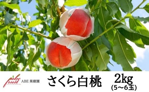 
            No.2304もも　さくら白桃約2kg【2025年発送　先行予約】
          