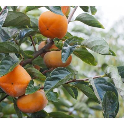 ふるさと納税 広川町 たねなし柿3Lサイズ　28個詰7.5kg入箱 |  | 03