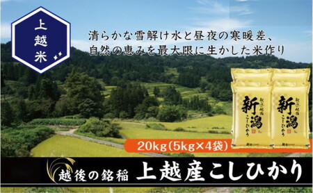 令和7年産 新潟県上越産こしひかり 精米 20kg 上越市 米 コメ コシヒカリ