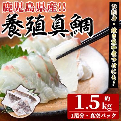 ふるさと納税 阿久根市 鮮度抜群!養殖真鯛(1尾分・約1.5kg)さるがく水産　a-14-43