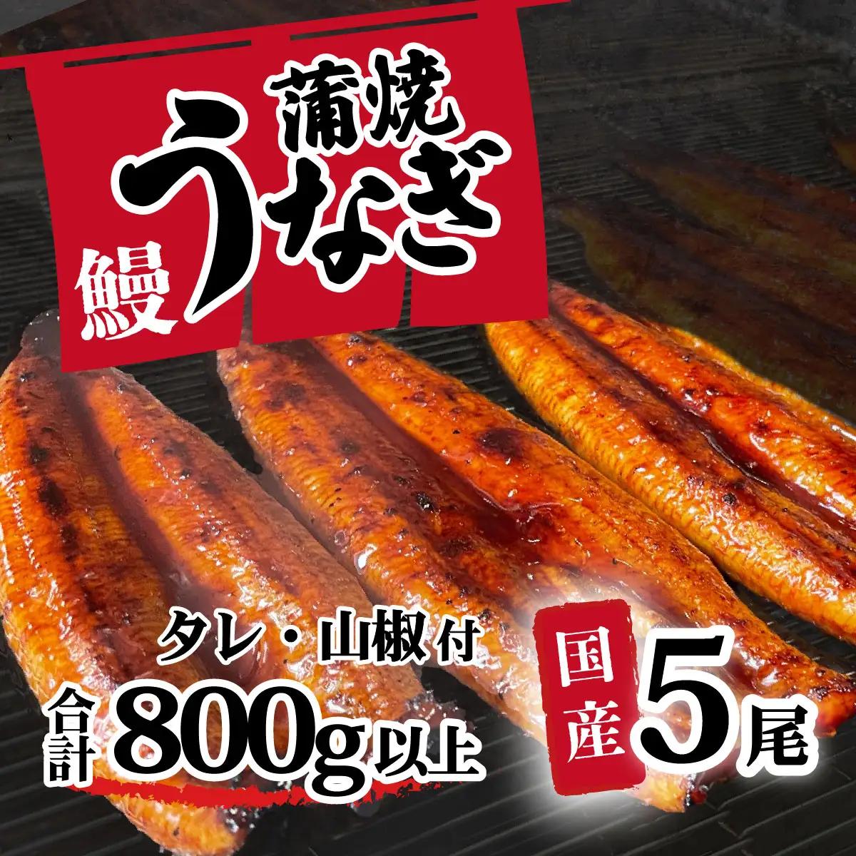 【訳アリ】うなぎ 国産 不揃い ふぞろい ウなぎ 蒲焼き 5尾 800g 