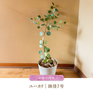 チーム田主丸『ユーカリ苗木７号鉢』 _ 苗木 7号鉢 ユーカリ チーム田主丸 1本 ユーカリの苗木 庭木 鉢植え 植木 ドライフラワー スワッグ リース リラックス効果 虫よけ 常緑樹 シンボルツリー