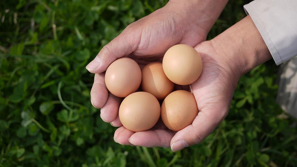 たまご 卵 タマゴ 玉子自然養鶏 たまごやき たまごかけごはん 平飼い