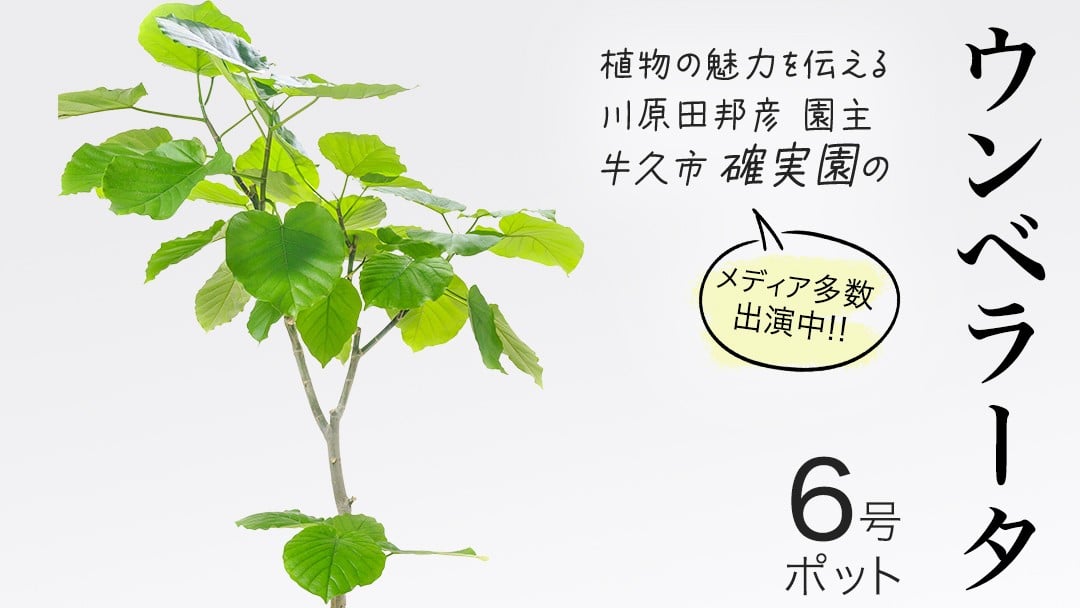
            ウンベラータ 6号ポット 1点 家庭 で 園芸 鉢植え 苗 庭木 果樹 ガーデニング 植物 確実園 観葉植物 インテリア 植木鉢
          
