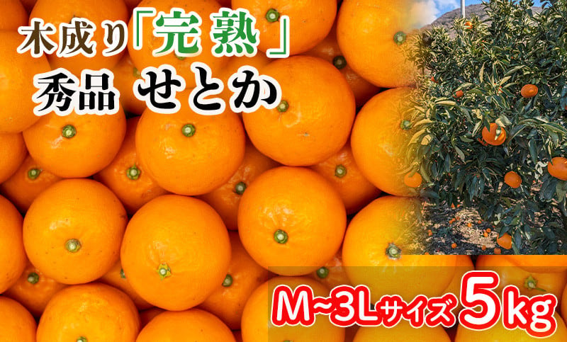 
            【3月から発送】 秀品 中島育ち！ 木成り完熟のせとか 5kg Mから3Lサイズ | 数量限定 果物 フルーツ 高級 みかん 蜜柑 愛媛 松山 柑橘  甘い おすすめ 愛媛 松山
          