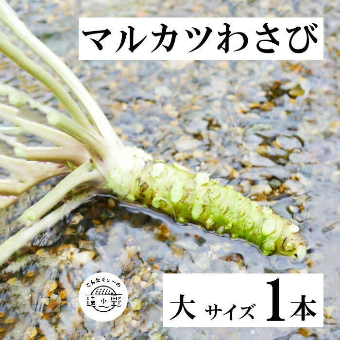 【ふるさと納税】根わさび 大 サイズ 85g以上 1本 マルカツ わさび 真妻 令和4年岩手県わさび品評会 最優秀賞 受賞 岩手県 遠野市 宮守町 達曽部町 佐々木勝巳 産 新鮮 太い 生 ワサビ 山葵 本わさび 薬味 湧き水 湧水 辛味 香り 甘さ こんたでぃーの遠野 産地直送 送料無料