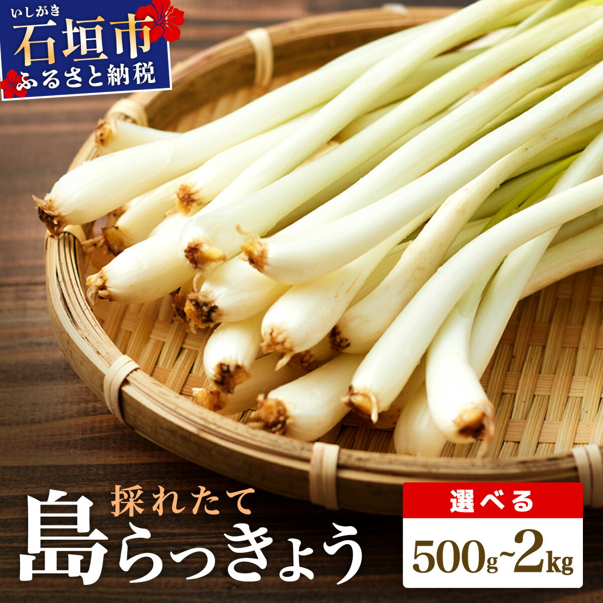 【ふるさと納税】≪2026年2月下旬〜5月下旬発送≫採れたて島らっきょう 500g 1kg 1.5kg 2kg｜沖縄県 石垣市 ふるさと納税 野菜 らっきょう 島らっきょう おつまみ 採れたて 料理 漬物 天ぷら おかぴ農園 産地直送 送料無料 OK-01 OK-02 OK-03