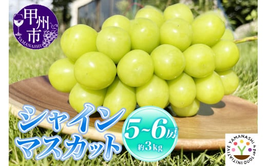 【新鮮朝採】KOSHUシャインマスカット 約3kg（5～6房）【2026年発送】（SFM）D-965 【シャインマスカット 葡萄 ぶどう ブドウ 令和8年発送 期間限定 山梨県産 甲州市 フルーツ 果物】