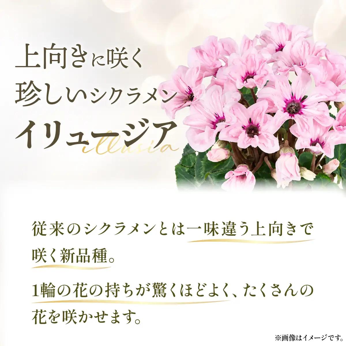 花 シクラメン イリュージア 新品種 ピンクラテ 5号 シクラメン 新品種