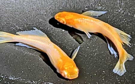 改良メダカ ウェディングドレス 1ペア メダカ 水槽 観賞魚 愛西市 / 株式会社プロスパージャパン[AEAK009]