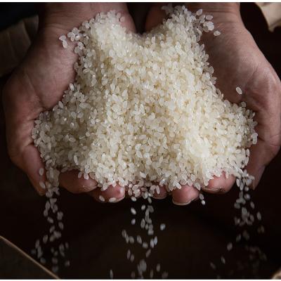 ふるさと納税 南魚沼市 【R7年産新米予約】 10kg 厳選こだわり南魚沼産コシヒカリ「こまがた農園のお米」 |  | 03