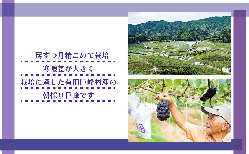 [産直]有田巨峰村の朝採り巨峰　約2kg★2025年８月中旬頃より順次発送    BZ001_イメージ4