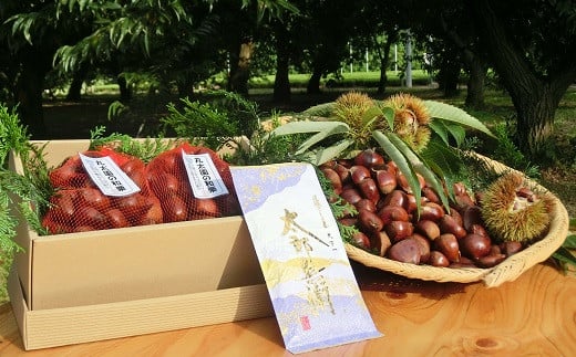 【ふるさと納税】【数量・期間限定】低温熟成栗和栗1.8Kgとさしま茶のセット ※離島への配送不可 ※2025年10月中旬頃より順次発送予定 _BF14