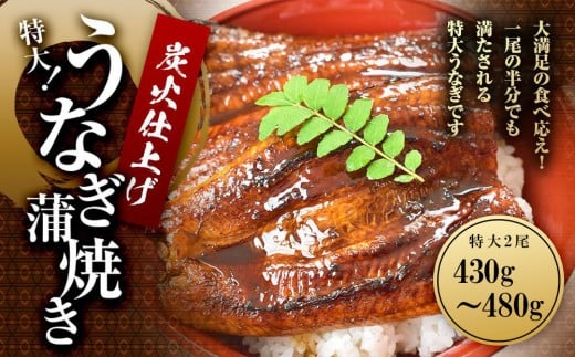 
            うなぎ蒲焼き2尾入り 430g～480g（蒲焼たれ4袋 山椒付き）［KS5］
          