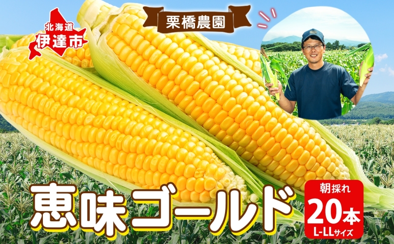 先行予約 【 2025年 発送 】北海道 朝もぎ とうもろこし 恵味 ゴールド L-LLサイズ 20本 スイート コーン トウモロコシ とうきび 旬 完熟 野菜 採れたて 朝採り 甘い めぐみ 産地直送 道産 送料無料