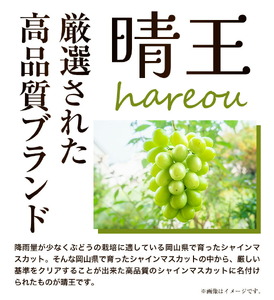 ぶどう [2024年先行予約] シャインマスカット 晴王 1房 約500g《9月中旬-11月中旬頃より出荷予定(土日祝除く)》ハレノスイーツ 岡山中央卸売市場店 マスカット 送料無料 岡山県 浅口市 