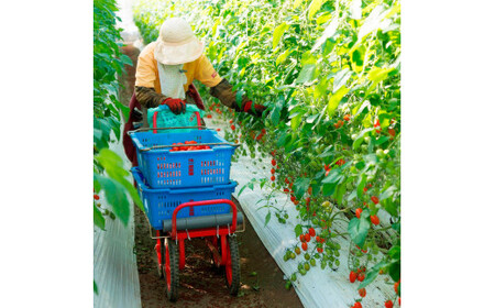 あまいこトマトジュース 1本入 1000ml×1本 トマトジュース トマト 100％ジュース ドリンク アイコトマト 化学調味料・保存料不使用 酸味控えめ 飲み物 健康 美味しい お取り寄せグルメ