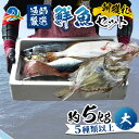 【ふるさと納税】【朝獲り】漁師厳選 鮮魚セット (大) 5種類以上 約5kg ／ 魚 詰め合わせ 新鮮 煮物 焼き物 お造り 刺身 晩酌 食卓 漁師BBQ 冷蔵 送料無料