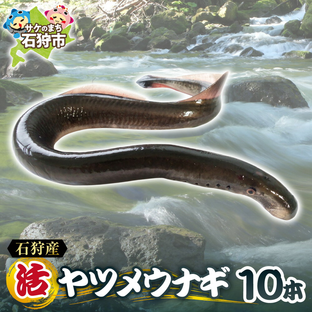 【ふるさと納税】《レビューキャンペーン》【 予約受付中 】 2026年 1月 発送 石狩産 活ヤツメウナギ 10本 活 新鮮 やつめうなぎ うなぎ 魚 魚介 希少 珍しい レア 名産 特産 高級 北海道産 北海道 石狩市