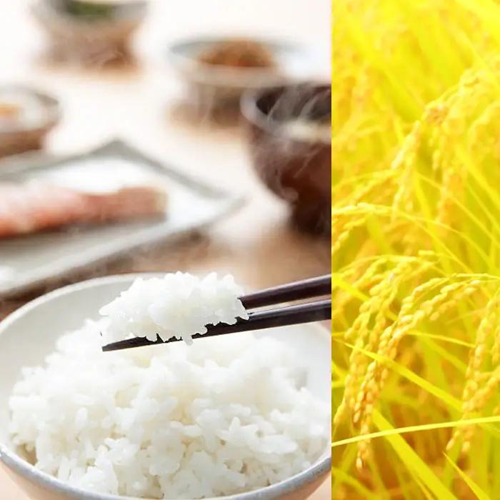 【令和7年産】新潟産コシヒカリ 10kg（5kg×2袋）白米 精米
