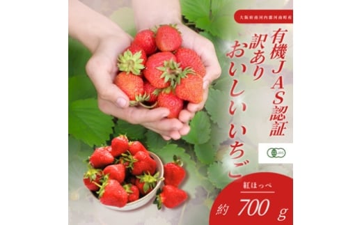 
            訳あり　おいしいいちご　有機JAS認証いちご　700g　36粒 ／ 苺 果物 フルーツ 完熟いちご 有機いちご 自然栽培 オーガニック 香り豊か 甘酸っぱい わけあり 家庭用 国産 河南町産 大阪府 特産 No.406
          