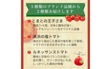 完熟トマト食べ比べセット1kg 約3種類のトマト 美味しさ選別 ｜とまと トマト 減農薬 野菜 やさい 人気 新鮮 産地直送 直売 フルーツトマト 甘い 高糖度 完熟 リコピン ビタミン ダイエット 