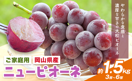 【先行予約】岡山県産 ご家庭用 ニューピオーネ詰合せ 計1.5kg 株式会社はちや《8月下旬-9月下旬頃出荷》送料無料【配送不可地域あり】