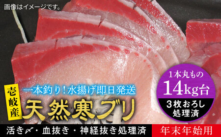 【お正月用】壱岐島産天然寒ブリ（14ｷﾛ台・3枚おろし）[JBS119]
