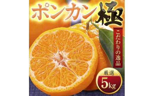 ＜太陽をたっぷり浴びた＞ポンカン＜極＞5kg＜C49-55＞【1509752】 YWTZ047