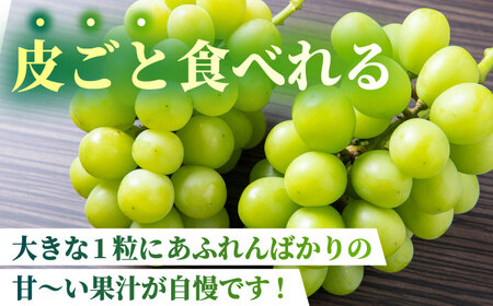 【2026年発送先行予約】シャインマスカット 3kg(6～8房)【合同会社 社方園】ぶどう 大粒  熊本 期間限定  マスカット [ZBZ014]