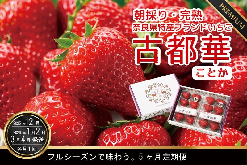 
            定期便 先行予約 数量限定 古都華 【12・1・2・3・4月発送5ヶ月定期便】奈良県特産 高級ブランドいちご「古都華」旬の５ヶ月定期便 // いちご イチゴ 古都華 フルーツ 果物 旬 限定  ブランド 定期便  朝採り 完熟 いちご ことか イチゴ 先行予約
          