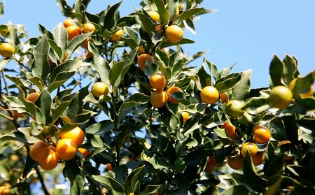 【先行予約】みかん 約5kg 柑橘 ミカン 蜜柑 オレンジ 果物 くだもの フルーツ 果実 ギフト 贈答用 プレゼント 11月～ 順次発送 香川県 丸亀市