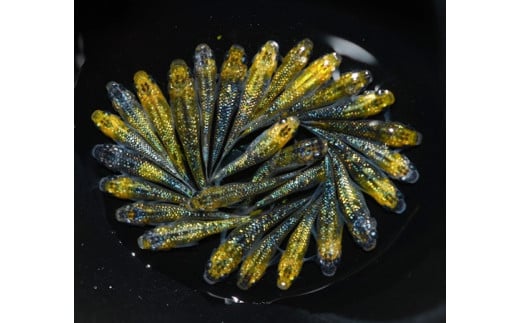 夜桜 ゴールド オス ・ メス ランダム 20 匹 めだか 飼育 初心者 おすすめ 水槽 インテリア 生物 生体 趣味 室内 メダカ 元気なメダカ 黄色の体 ラメ 青ラメ 白ラメ 健康 生魚 魚 めだか 生き物 いきもの 人気品種 厳選 鑑賞 鑑賞用 繁殖 綺麗 きれい 丈夫 育てやすい 美 国産 めだか メダカ プレゼント 贈答用 ギフト 品種 人気 送料無料 飼育初心者 静岡県 牧之原市 丸長