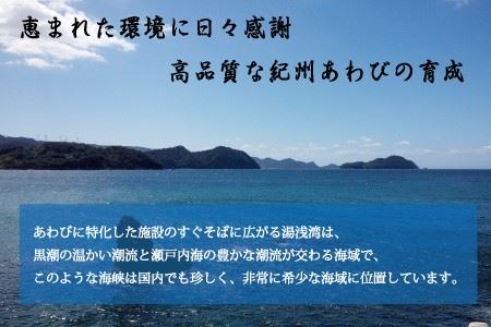 極上！紀州蝦夷鮑×12個　五つ星旅館にも出荷される極上アワビ【riz112】