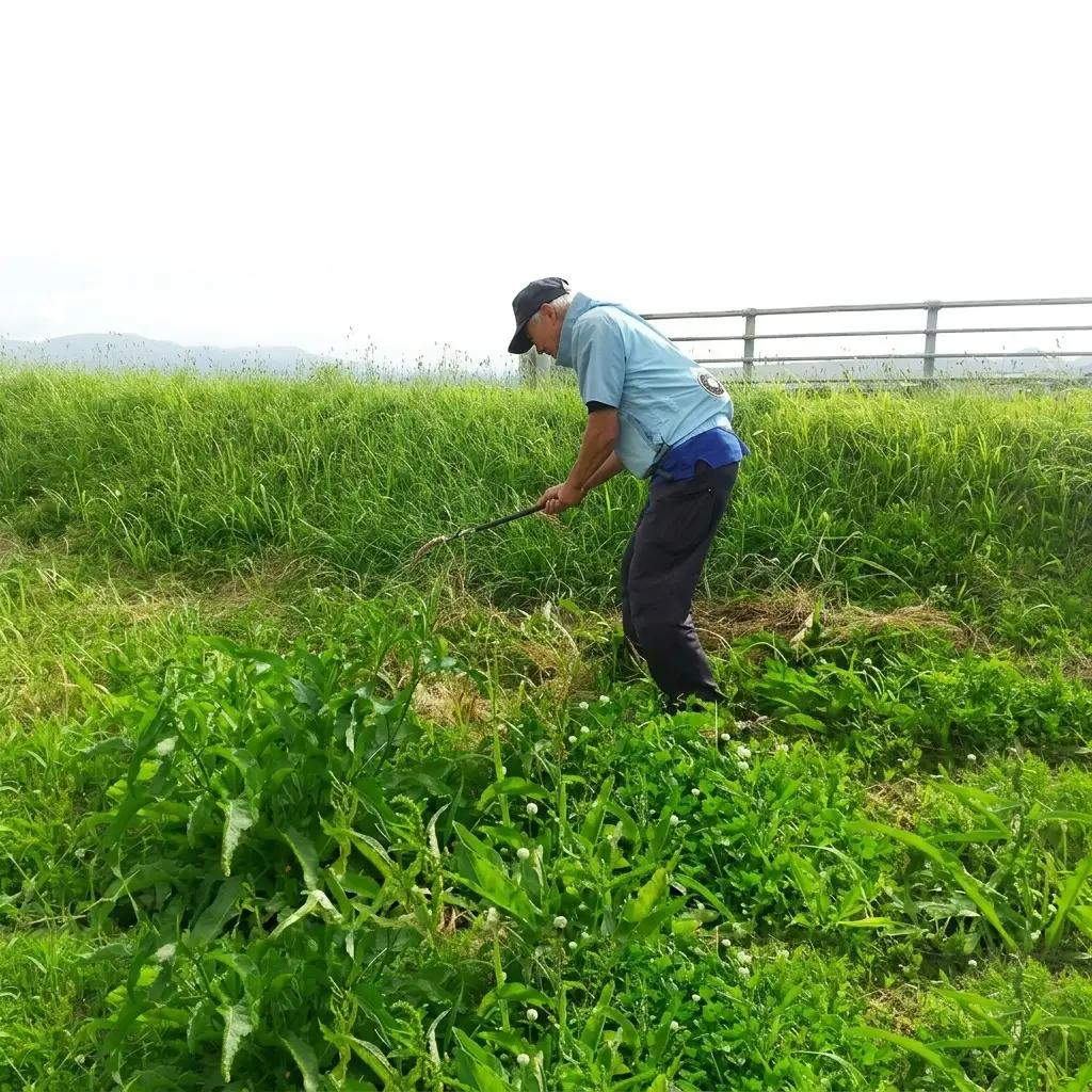 草取り 代行プラン S（上越市内限定）草刈り 手作業 雑草 除草 上越市