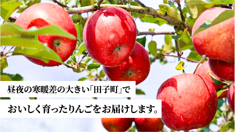 12月 田子の贈答用りんご詰合せ約5kg（14～18玉程度）山市美貴子さん生産直送