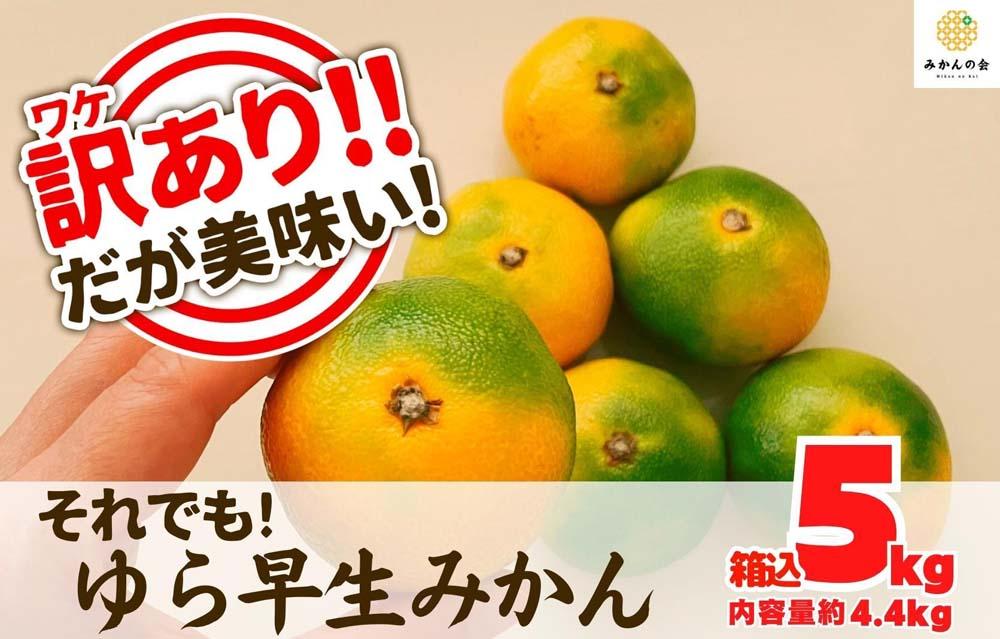 訳あり ゆら早生 みかん 箱込5kg(内容量 4.4kg)サイズミックス  有田みかん 和歌山県産 【みかんの会】 AX316
