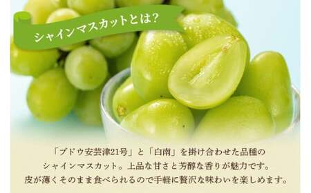 【 2025年 先行予約 】 シャインマスカット 700～800g 石田ぶどう園 1房 種なし ぶどう ブドウ 国産 果物 くだもの 大粒 葡萄 種無し フルーツ 9月 10月 発送 秋 旬 品種 茨