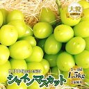 【ふるさと納税】新鮮フルーツ シャインマスカット 1.5kg 果物 くだもの ご家庭用【9月中旬からお届け】