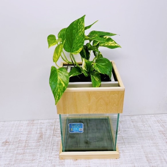 水槽セット ろ過 ポンプ 植物 癒し 水替え不要20cm 型基本+木枠台セット