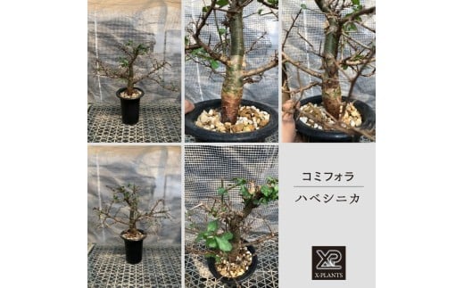 コミフォラ ハベシニカ _6  X-PLANTS 珍奇植物 ビザールプランツ 塊根植物  