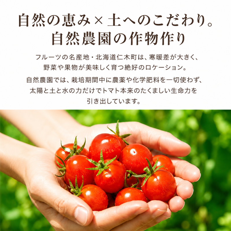 ミニトマト「キャロルポポ」1kg 栽培期間中 農薬・化学肥料