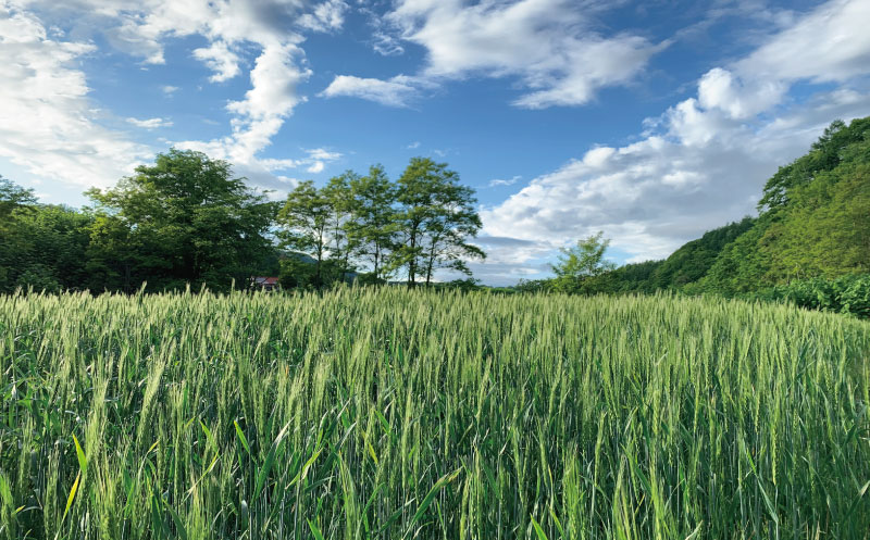 北海道栗山町産 極太ホワイトアスパラ（4Lサイズ以上）1kg オジファーム
