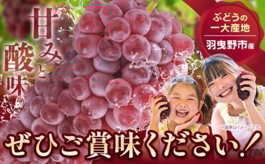 デラウェア【2026年先行予約】【一大産地からのお届け】デラウェア 約1.2kg《2026年7月上旬-8月中旬頃出荷》デラウェア ぶどう 葡萄 ブドウ 一大産地 大阪府 羽曳野市 種無しぶどう 産地直