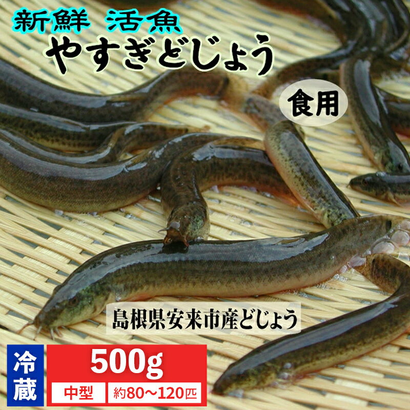【ふるさと納税】やすぎどじょう500g（女子高生制作どじょう料理レシピBOOK付き）【どじょう 活魚 生きたまま 食用 養殖 やわらかい 弾力 クセがない レシピ付き 魚 美味しい 栄養 食べやすい 新鮮 島根県 安来市】【価格変更】