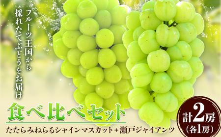 たたらみねらる食べ比べセット 約1.3kg　マスカット 瀬戸ジャイアンツ 
