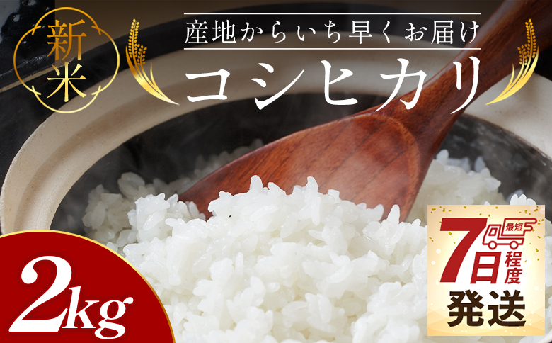 【7日程度で発送】新米 令和7年産 コシヒカリ 2kg - お米 おこめ 国産 米 精米 こしひかり ごはん 白米 ご飯 おにぎり おむすび 料理 調理 防災 非常食 備蓄 早い すぐ届く 早く届く スピード配送 スピード発送 高知県 香南市 at-0041